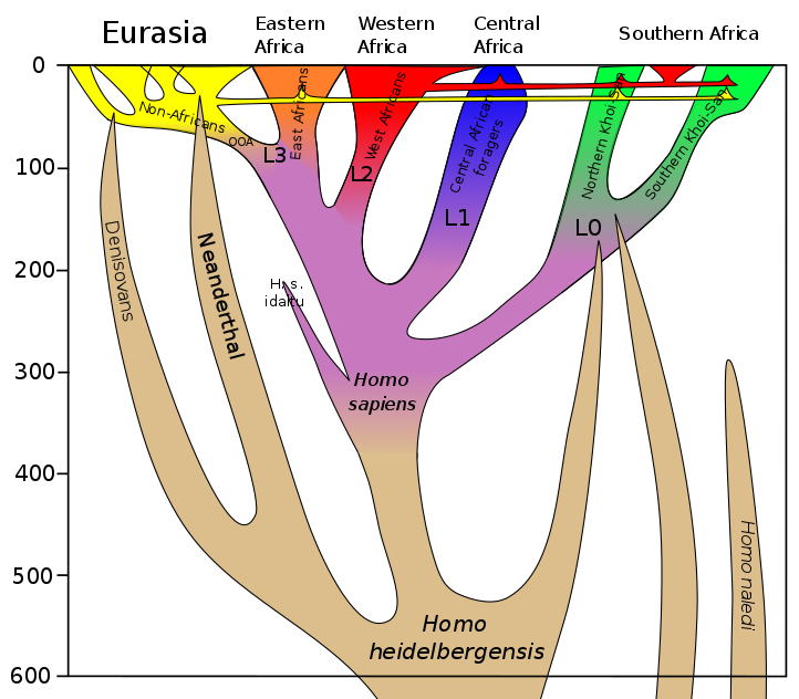 taxonomic scheme of the geographical and temporal distribution of hominid populations. Starting in Africa, around 600,000 years ago with three separate lineages: Homo naledi dies out about 300,000 years ago, and unnamed branch reconnects with Homo sapiens L0 population, and Homo Heidelbergensis continues with 4 branches: one also connects with Homo sapiens L0 population in Southern Africa, Homo sapiens in Africa, Neandertals in Europe, Denisovans in Eurasia. The Homo sapiens branch splits into H. s. idaltu, L0 in Southern Africa, L1 Central African foragers, L2 West Africans, L3 East Africans. L0 splits into Northern and Southern Khoi-San. L3 branches off to 00A Non-Africans in Eurasisa.