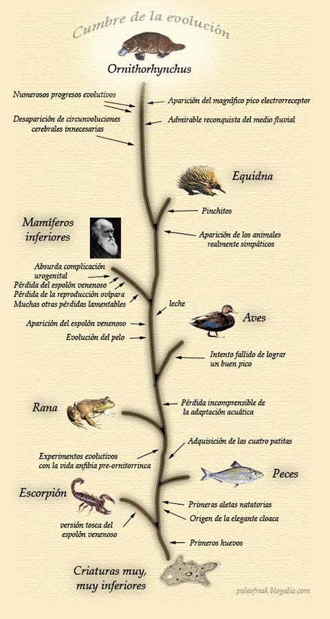 The epitome of evolution: a taxonomy of the duck-billed platypus. From very, very, inferior creatures, the first egg, branches off to the scorpion, the rough version of the venonous spur. The trunk continues with the origen of the elegant cloaca, the first swim fins, and then branches off to fish. The trunk continues with the aquisition of four little feet, then evoluionary experiments in the life pre-duck-billed platypus amphibians, and it branches off to a frog, then the trunk continues with the incomprehensible loss of aquatic adaptation, then branches off to birds: failed attempt to attain a good bill. The trunk continues with the evolution of skin, the appearance of the poisonous spur, milk, then it branches off with many other lamentable losses, the loss of oviparus reproduction, the loss of the venomous spur, an absurd urogenital complication, ending with inferior mammals and a picture of Charles Darwin. The trunk continues to a fork labeled the appearance of truly pleasant animals, which branches off to quills and then the equidna. The trunk continues with the dissapearance of unnecessary cerebral convolutions, the admirable reconquest of fluvial environments, the appearance of the magnificent electrorection bill, numerous evolutionary progressions, leading to the duck-billed platypus: the epitome of evolution.