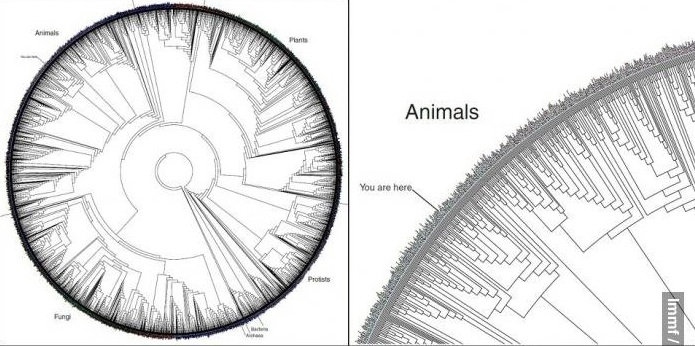 spiral branching chart, taxonomy of all life with you are here