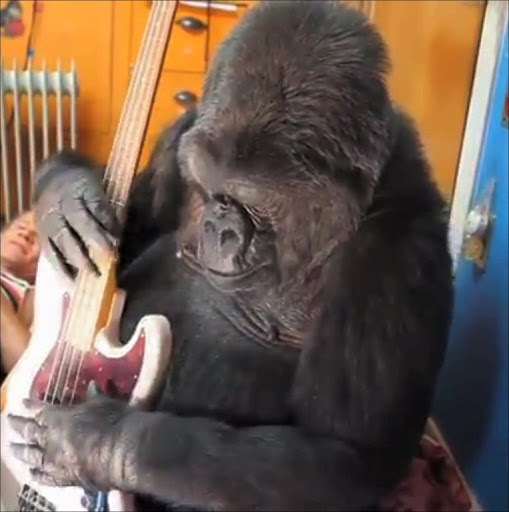 sitting gorilla playing a white and red electric bass guitar