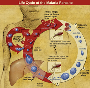 Circular diagram of the Life Cycle of the Malaria Parasite. 1. The mosquito injects the parasite when it bites the human. sporozoites enter human liver cells and begin the 2. human liver liver stage where they mature into merozoites, burst the liver cell and begin an attached circle called 3. the human blood cell cycle where they enter a human blood cell, reproduce, and burst the cell. 4. sexual stage: male or female gametocytes form. The mosquito consumes the parasite during blood feeding begining 5. Mosquito stages. The gametocytes leave the human red blood cells and become gametes, an ookinete, and by 6. the late mosquito stage, they form an oocyst and then release sporozoites. The cycle continues with 1.