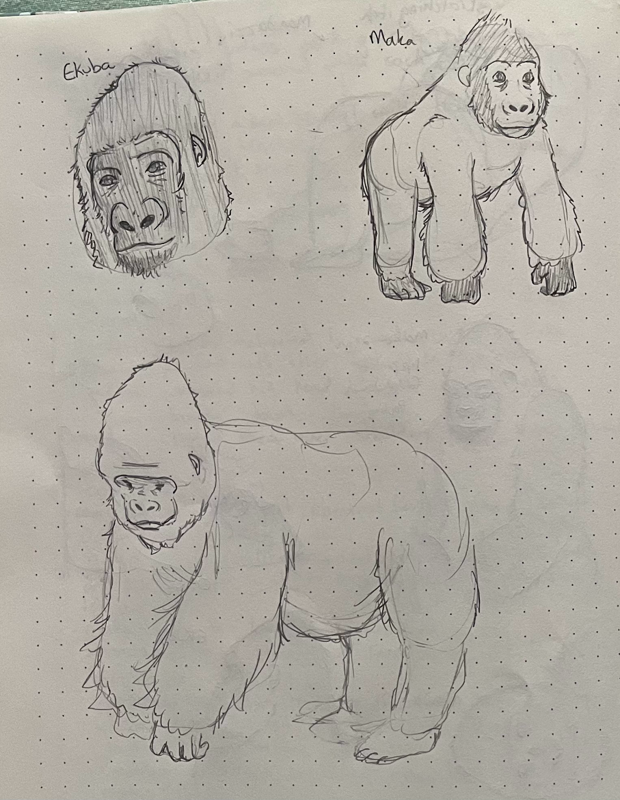 sketch of 3 gorillas including Ekuba and Maka