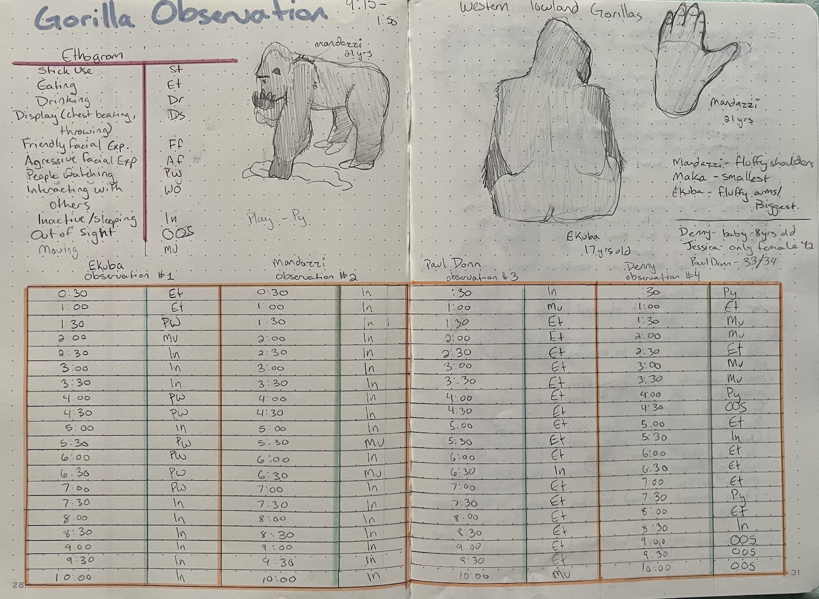 Gorilla Observations: hand written ethogram and gorilla sketches